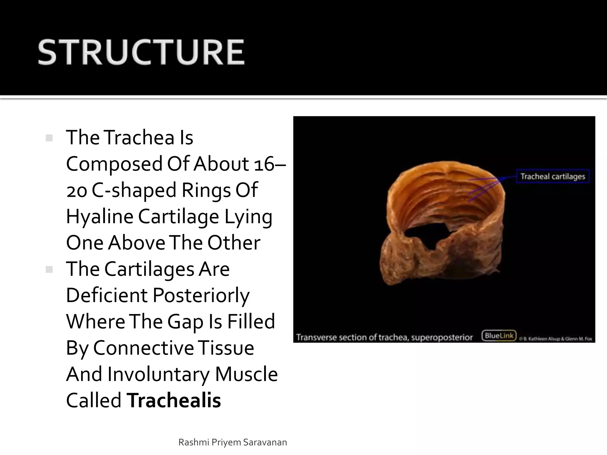  TheTrachea Is
ComposedOf About 16–
20 C-shaped Rings Of
Hyaline Cartilage Lying
One AboveThe Other
 The Cartilages Are
Deficient Posteriorly
WhereThe Gap Is Filled
By ConnectiveTissue
And Involuntary Muscle
Called Trachealis
Rashmi Priyem Saravanan
 