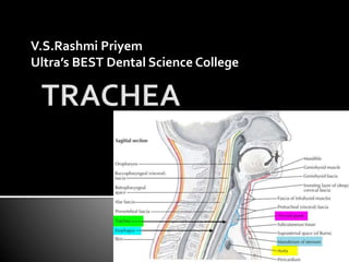 V.S.Rashmi Priyem
Ultra’s BEST Dental Science College
 