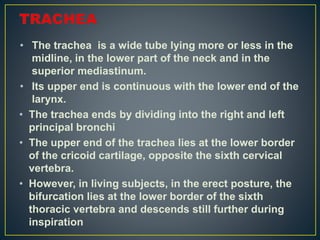 • The trachea is a wide tube lying more or less in the
midline, in the lower part of the neck and in the
superior mediastinum.
• Its upper end is continuous with the lower end of the
larynx.
• The trachea ends by dividing into the right and left
principal bronchi
• The upper end of the trachea lies at the lower border
of the cricoid cartilage, opposite the sixth cervical
vertebra.
• However, in living subjects, in the erect posture, the
bifurcation lies at the lower border of the sixth
thoracic vertebra and descends still further during
inspiration
 