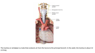 Spring Trachea Anatomy of trachea for first year MBBS students | PPTX