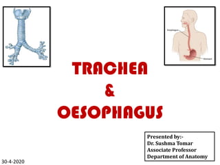 TRACHEA
&
OESOPHAGUS
Presented by:-
Dr. Sushma Tomar
Associate Professor
Department of Anatomy
30-4-2020
 