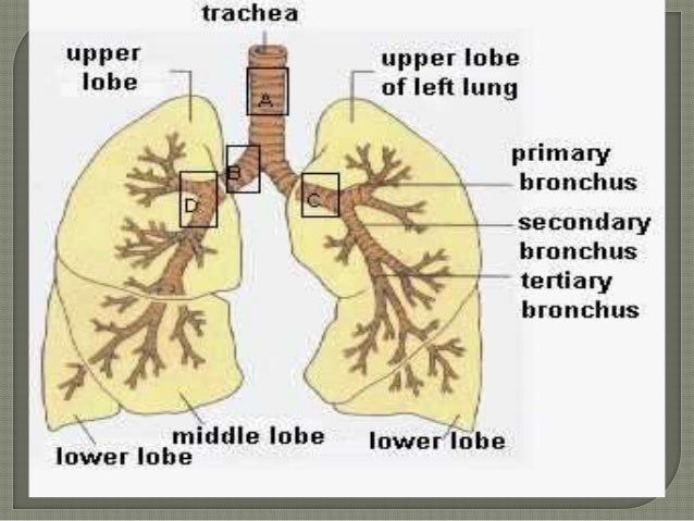 trachea,and bronchi, upper respiratory trachea,and bronchi, upper respiratory