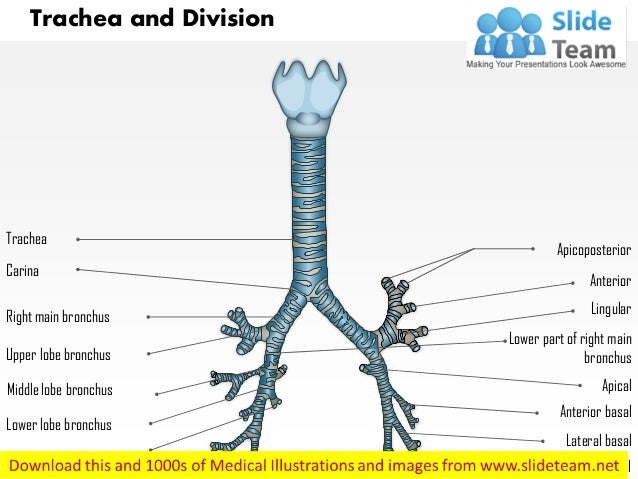one of the main divisions between Inside the cell home but instead of one cell division the main plot line is the even distribution of stars into two groups by the time the. one of the main divisions between Inside the cell home but instead of one cell division the main plot line is the even distribution of stars into two groups by the time the.