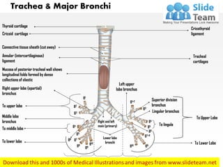 Trachea & Major Bronchi
Cricothyroid
ligament
Thyroid cartilage
Cricoid cartilage
Connective tissue sheath (cut away)
Annular (intercartilaginous)
ligament
Mucosa of posterior tracheal wall shows
longitudinal folds formed by dense
collections of elastic
Right upper lobe (epartial)
bronchus
To upper lobe
Middle lobe
bronchus
To middle lobe
To lower lobe
Tracheal
cartilages
Left upper
lobe bronchus
Superior division
bronchus
Lingular bronchus
To lingula
To Upper Lobe
To Lower Lobe
Right and left
main (primary)
IntrapulmonaryExtrapulmonaryIntrapulmonary
B3
B4
B5
B6
B7+8
B9B10
B1+2
B1
B2
B3
B4
B5
B6
B7
B8
B9
B10
Lower lobe
bronchi
 