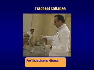 Tracheal collapse
DISEASES OF TRACHEA
Prof Dr. Mohamed Ghanem
 