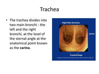 TracheaThe trachea divides into two main bronchi : the left and the right bronchi, at the level of the sternal angle at the anatomical point known as the carina. 