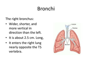 BronchiThe right bronchus:Wider, shorter, and more vertical in direction than the left. It is about 2.5 cm. Long, It enters the right lung nearly opposite the T5 vertebra.
