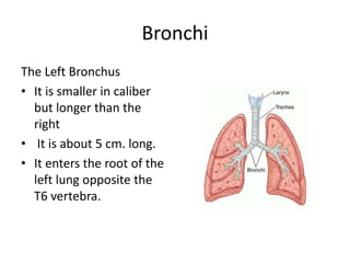 BronchiThe Left Bronchus It is smaller in caliber but longer than the rightIt is about 5 cm. long.It enters the root of the left lung opposite the T6 vertebra.