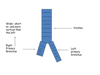 Wider, shorter, and more vertical than the lefttracheaRight Primary BronchusLeft primary bronchus