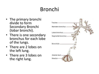 BronchiThe primary bronchi divide to form Secondary Bronchi (lobar bronchi).There is one secondary bronchus for each lobe of the lungs.There are 2 lobes on the left lung.There are 3 lobes on the right lung.