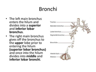 BronchiThe left main bronchus enters the hilum and divides into a superior and inferior lobar bronchus. The right main bronchus gives off the bronchus to the upper lobe prior to entering the hilum(superior lobar bronchus)and once into the hilumdivides into middle and inferiorlobar bronchi.