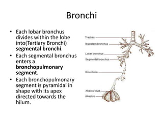 BronchiEach lobar bronchus divides within the lobe into(Tertiary Bronchi) segmental bronchi.Each segmental bronchus enters a bronchopulmonary segment.Each bronchopulmonary segment is pyramidal in shape with its apex directed towards the hilum.