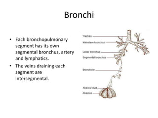 BronchiEach bronchopulmonarysegment has its own segmental bronchus, artery and lymphatics.The veins draining each segment are intersegmental.
