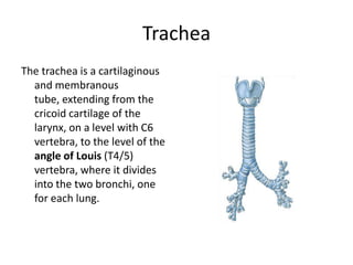 TracheaThe trachea is a cartilaginous and membranous tube, extending from the cricoid cartilageof the larynx, on a level with C6 vertebra, to the level of the angle of Louis (T4/5) vertebra, where it divides into the two bronchi, one for each lung.