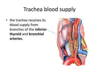 Trachea blood supplythe trachea receives its blood supply from branches of the inferior thyroid and bronchial arteries.