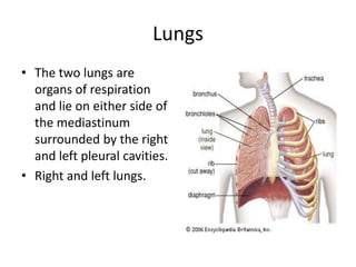 LungsThe two lungs are organs of respiration and lie on either side of the mediastinum surrounded by the right and left pleural cavities.Right and left lungs.