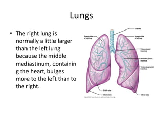 LungsThe right lung is normally a little larger than the left lung because the middle mediastinum, containing the heart, bulges more to the left than to the right.