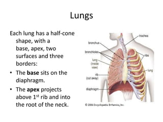 LungsEach lung has a half-cone shape, with a base, apex, two surfaces and three borders:The base sits on the diaphragm. The apex projects above 1st rib and into the root of the neck. 