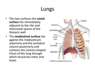 LungsThe two surfaces-the costal surface lies immediately adjacent to the ribs and intercostal spaces of the thoracic wall. The mediastinal surface lies against the mediastinumanteriorly and the vertebral column posteriorly and contains the comma-shaped hilum of the lung through which structures enter and leave. 