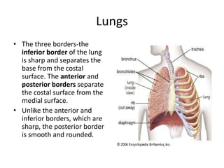 LungsThe three borders-the inferior border of the lung is sharp and separates the base from the costal surface. The anterior and posterior borders separate the costal surface from the medial surface. Unlike the anterior and inferior borders, which are sharp, the posterior border is smooth and rounded.