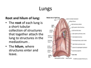 LungsRoot and hilum of lung:The root of each lung is a short tubular collection of structures that together attach the lung to structures in the mediastinum .The hilum, where structures enter and leave.