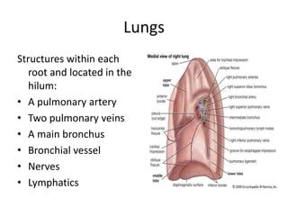 LungsStructures within each root and located in the hilum:A pulmonary artery Two pulmonary veinsA main bronchusBronchial vessel NervesLymphatics
