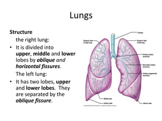 LungsStructure	the right lung:It is divided into upper, middle and lower lobes by oblique and horizontal fissures.	The left lung:It has two lobes, upper and lower lobes.  They are separated by the oblique fissure.