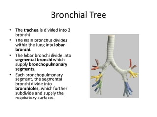 Bronchial TreeThe trachea is divided into 2 bronchiThe main bronchus divides within the lung into lobar bronchi.The lobar bronchi divide into segmental bronchi which supply bronchopulmonary segments.Each bronchopulmonary segment, the segmental bronchi divide into bronchioles, which further subdivide and supply the respiratory surfaces.