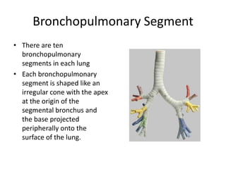 Bronchopulmonary SegmentThere are ten bronchopulmonary segments in each lungEach bronchopulmonary segment is shaped like an irregular cone with the apex at the origin of the segmental bronchus and the base projected peripherally onto the surface of the lung.