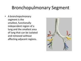 Bronchopulmonary SegmentA bronchopulmonary segment is the smallest, functionally independent region of a lung and the smallest area of lung that can be isolated and removed without affecting adjacent regions.