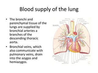 Blood supply of the lungThe bronchi and parenchymal tissue of the lungs are supplied by bronchial arteries a branches of the descending thoracic aorta.Bronchial veins, which also communicate with pulmonary veins, drain into the azygos and hemiazygos.