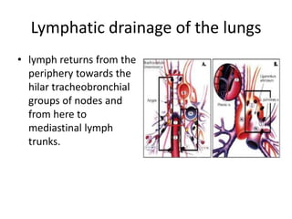 Lymphatic drainage of the lungslymph returns from the periphery towards the hilartracheobronchial groups of nodes and from here to mediastinallymph trunks.