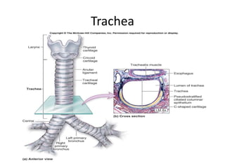 Trachea