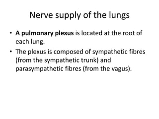 Nerve supply of the lungsA pulmonary plexus is located at the root of each lung. The plexus is composed of sympathetic fibres (from the sympathetic trunk) and parasympathetic fibres (from the vagus).