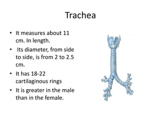 TracheaIt measures about 11 cm. In length. Its diameter, from side to side, is from 2 to 2.5 cm.It has 18-22 cartilaginous ringsIt is greater in the male than in the female.