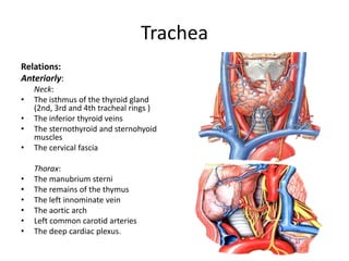 TracheaRelations:Anteriorly:Neck:The isthmus of the thyroid gland (2nd, 3rd and 4th tracheal rings )The inferior thyroid veinsThe sternothyroid and sternohyoid musclesThe cervical fasciaThorax: The manubriumsterniThe remains of the thymusThe left innominate veinThe aortic archLeft common carotid arteriesThe deep cardiac plexus.