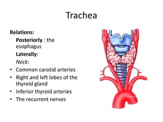 TracheaRelations:Posteriorly : the esophagusLaterally:Neck:Common carotid arteriesRight and left lobes of the thyroid glandInferior thyroid arteriesThe recurrent nerves