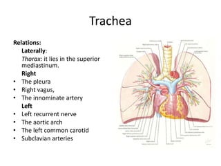 TracheaRelations:Laterally:Thorax: it lies in the superior mediastinum.	RightThe pleura Right vagus, The innominate artery	Left Left recurrent nerveThe aortic archThe left common carotid Subclavian arteries