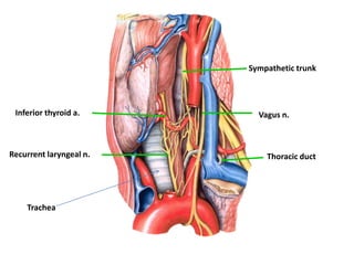 Inferior thyroid a.Vagus n.Recurrent laryngeal n.Thoracic duct Sympathetic trunkTrachea