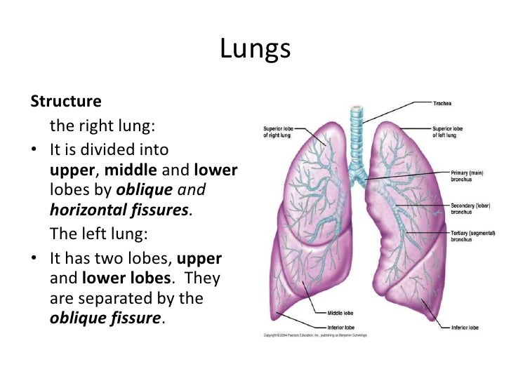 structure of the lungs