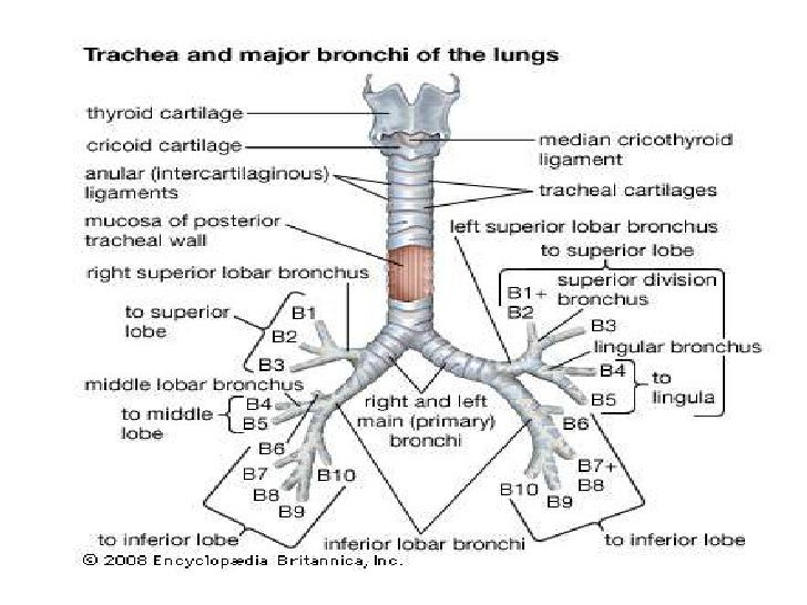 Trachea + Lungs