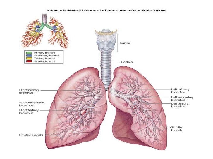 Trachea And Lungs Diagram