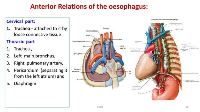 Trachea Dysfunction Trachea, oesopha & thoracic duct r | PDF | Thyroid Disorders ...