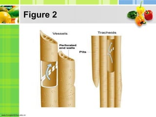 Trachyd Tracheid and vessel elements | PPTX