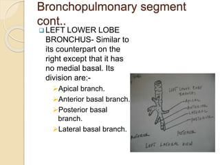 Tracheobronchial tree-1.pptx