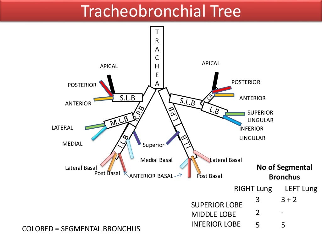 Anatomy of Tracheobronchial Tree and Bronchopulmonary Segments with s…