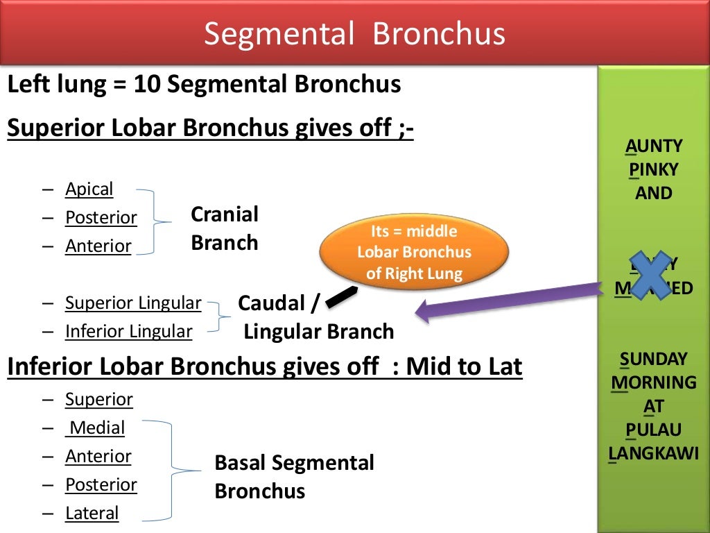 Anatomy of Tracheobronchial Tree and Bronchopulmonary Segments with s…