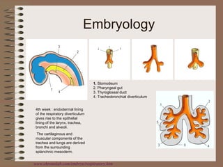 Embryology

1. Stomodeum
2. Pharyngeal gut
3. Thyroglossal duct
4. Tracheobronchial diverticulum
4th week : endodermal lining
of the respiratory diverticulum
gives rise to the epithelial
lining of the larynx, trachea,
bronchi and alveoli.
The cartilaginous and
muscular components of the
trachea and lungs are derived
from the surrounding
splanchnic mesoderm.

www.chronolab.com/embryo/respiratory.htm

 