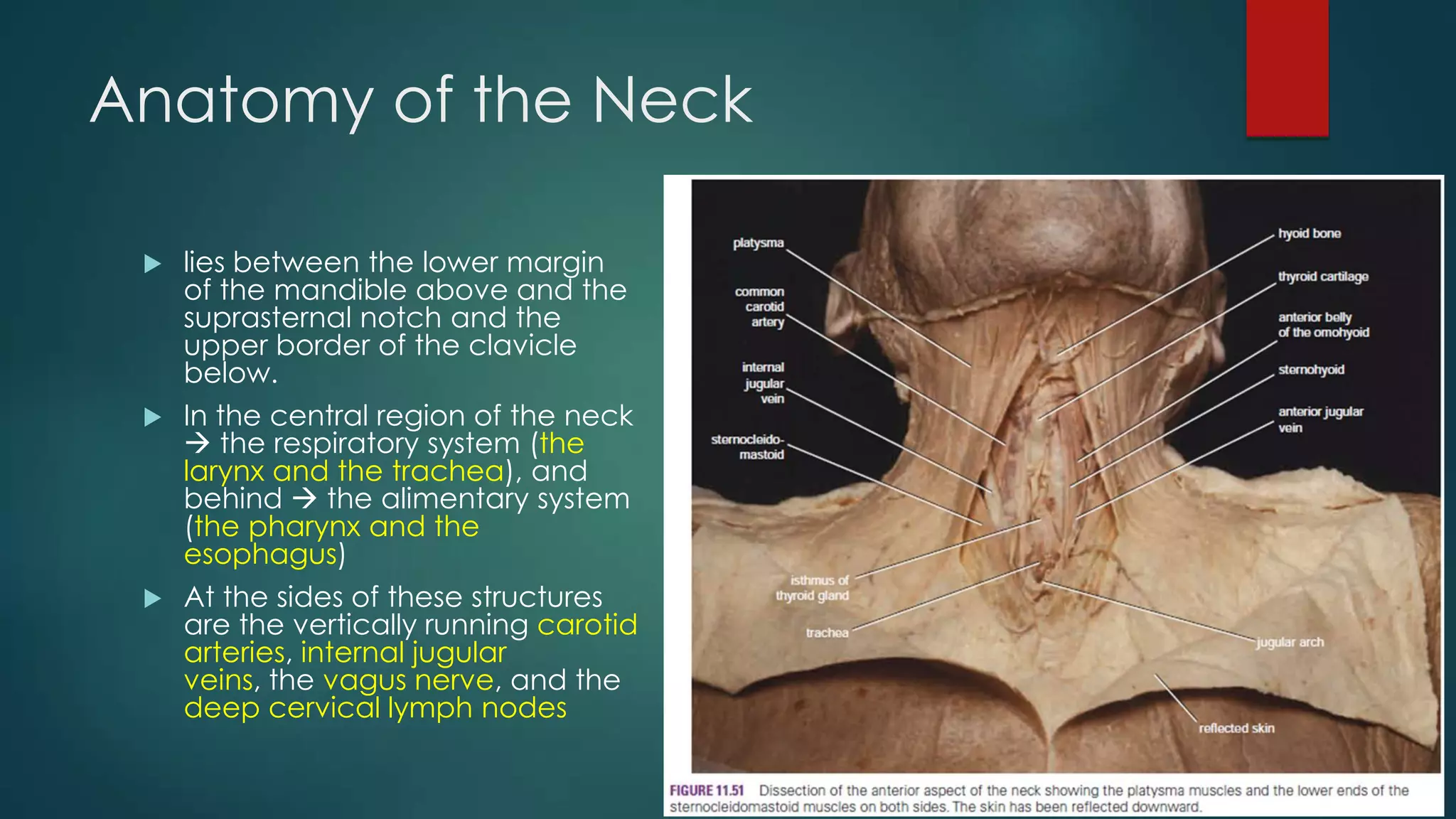 Anatomy of the Neck
lies between the lower margin
of the mandible above and the
suprasternal notch and the
upper border of the clavicle
below.
 In the central region of the neck
 the respiratory system (the
larynx and the trachea), and
behind  the alimentary system
(the pharynx and the
esophagus)
 At the sides of these structures
are the vertically running carotid
arteries, internal jugular
veins, the vagus nerve, and the
deep cervical lymph nodes


 
