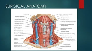 SURGICAL ANATOMY

 